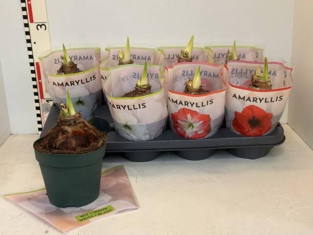 Hippeastrum mix 14Ø 20cm 1st