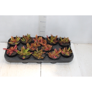SUCULENTAS CRASSULA CAPITELLA CAMPFIRE P11