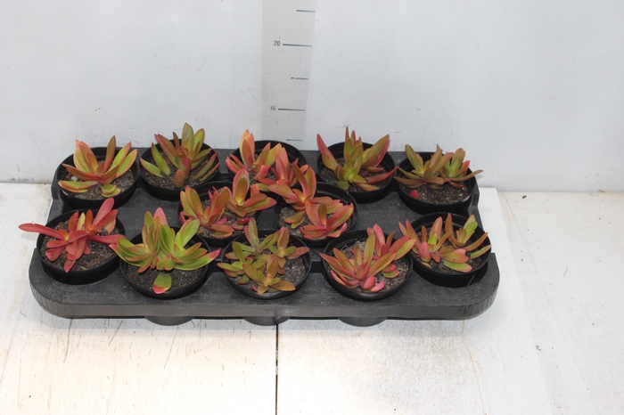 <h4>SUCULENTAS CRASSULA CAPITELLA CAMPFIRE P11</h4>