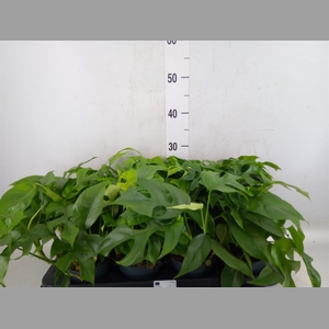 Monstera   ...
