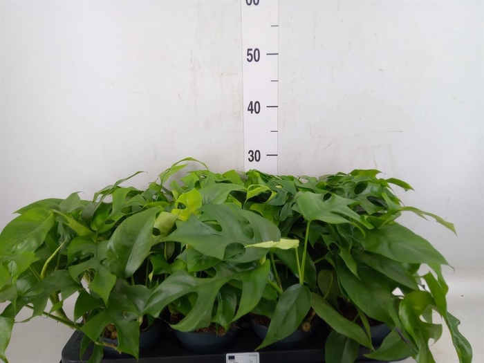 <h4>Monstera   ...</h4>