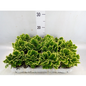 Selaginella martensii 'Jori'