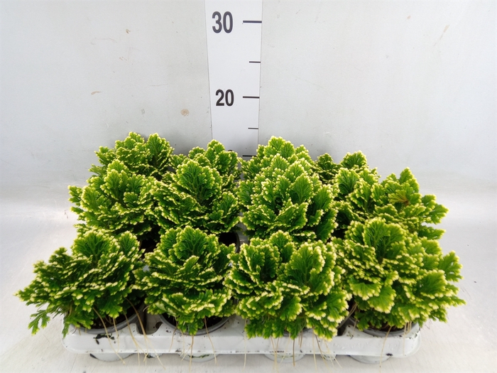 <h4>Selaginella martensii 'Jori'</h4>