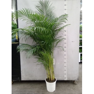 Dypsis lutescens   ...Chrysalidoca