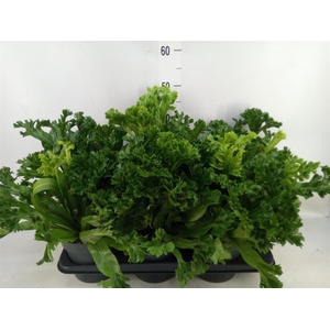 Asplenium antiquum 'Leslie'