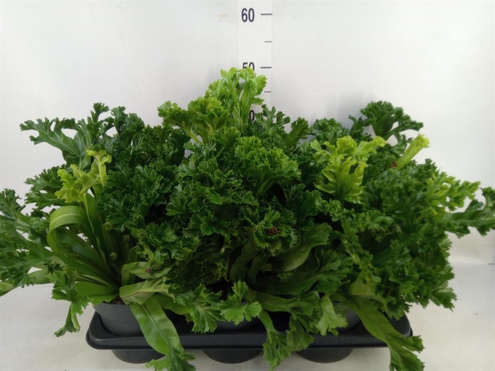 <h4>Asplenium antiquum 'Leslie'</h4>