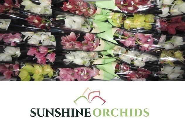 <h4>CYMB MI GEM</h4>