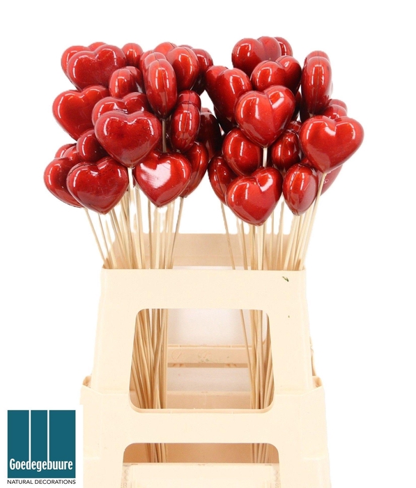 <h4>HARTJE OP STOK H%</h4>