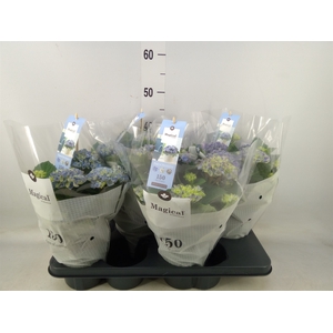 Hydrangea mac. 'Magical Revolution'