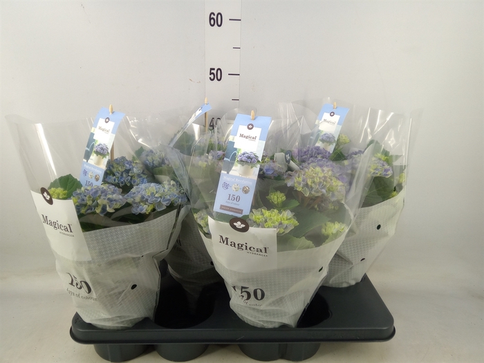 <h4>Hydrangea mac. 'Magical Revolution'</h4>