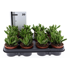 Crassula ovata 'Hobbit'