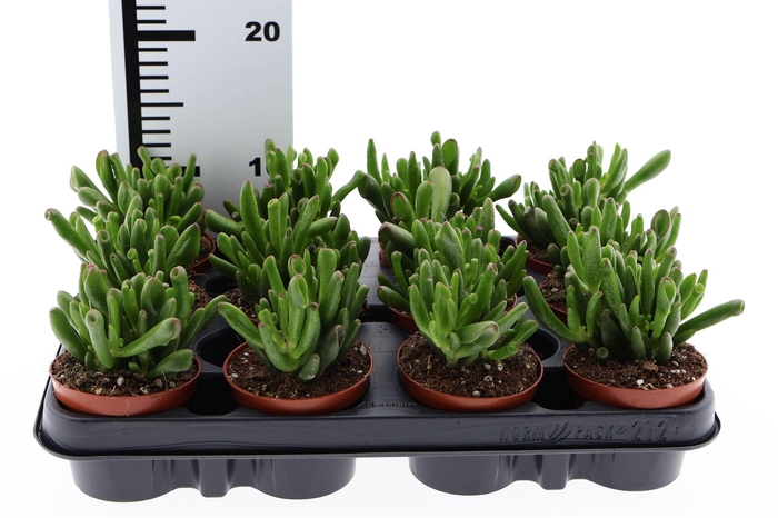 <h4>Crassula ovata 'Hobbit'</h4>
