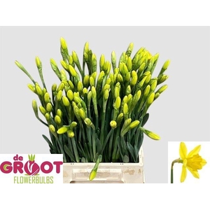 NARC G GIGANTIC STAR