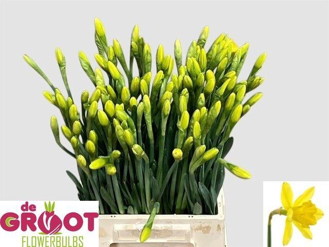 <h4>NARC G GIGANTIC STAR</h4>