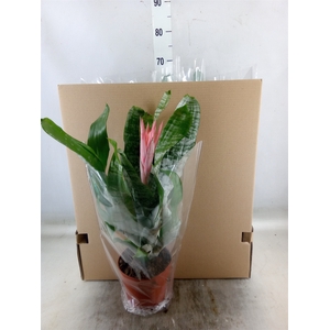 Aechmea fasciata 'Primera'