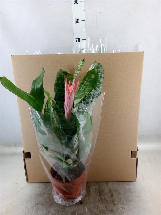 <h4>Aechmea fasciata 'Primera'</h4>