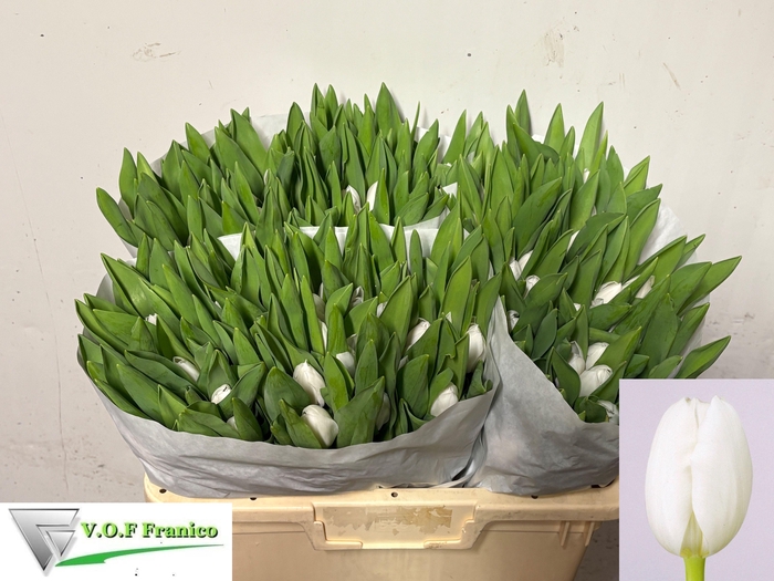 <h4>TU EN ROYAL VIRGIN</h4>