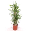 Dracaena Riki