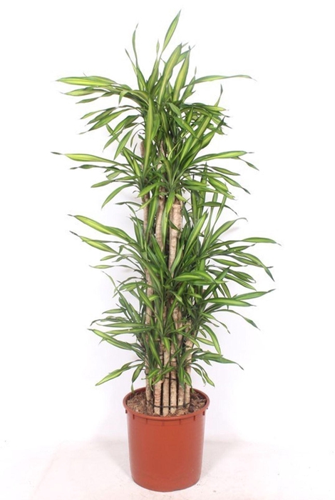 Dracaena Riki