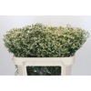 Limonium China White