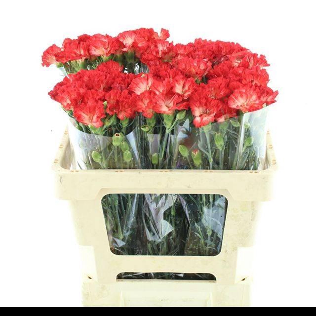 <h4>DI TR SIMPLY ORANGE EXTRA</h4>