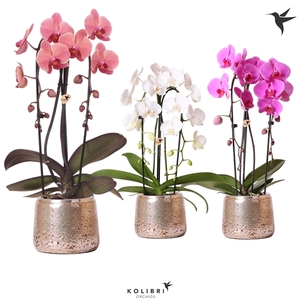 Kolibri Orchids Niagara fall 2spike luxury silver