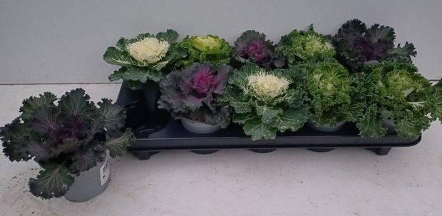 <h4>BRASSICA (SIERKOOL)</h4>