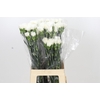 Dianthus St Moonlight