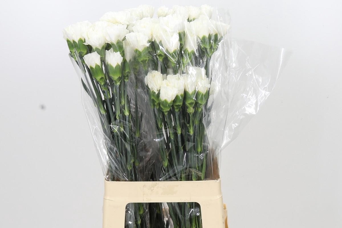 <h4>Dianthus St Moonlight</h4>