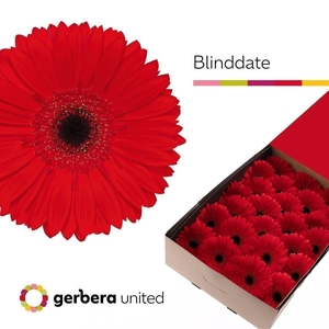Gerbera blinddate
