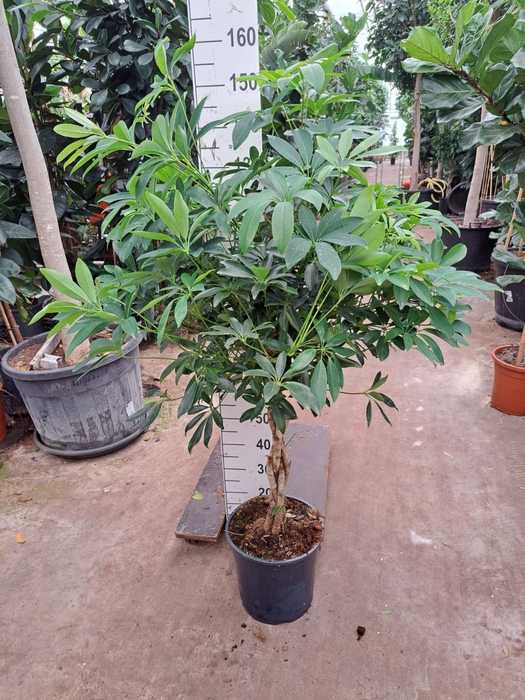 <h4>Schefflera Compacta</h4>