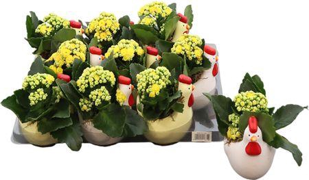 <h4>Arr Kalanchoe</h4>