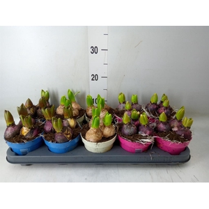 Hyacinthus orie.   ...mix 3