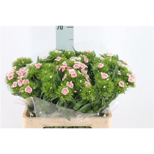 Di Barb Lindo Light X50