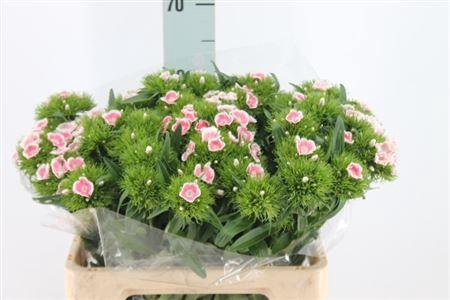 <h4>Di Barb Lindo Light X50</h4>