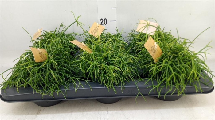 <h4>Rhipsalis   ...</h4>