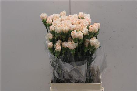 <h4>Di St Happy Hosi</h4>