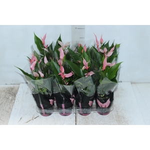 ANTHURIUM LILLI P09 PREMIUM
