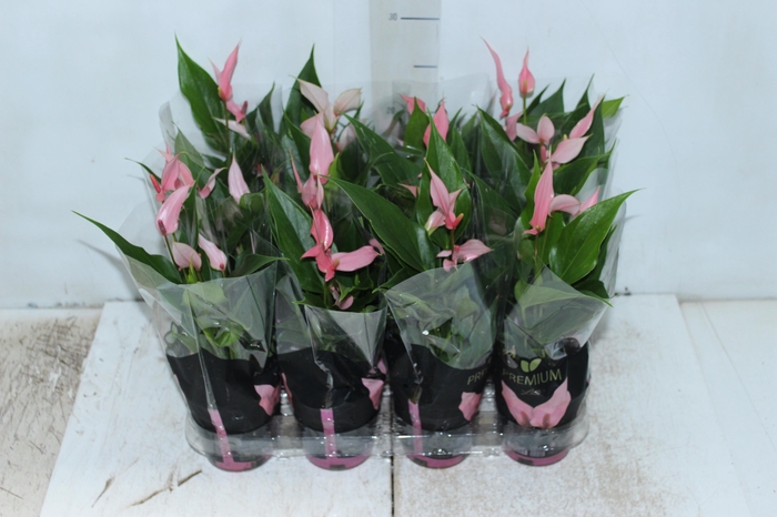 <h4>ANTHURIUM LILLI P09 PREMIUM</h4>