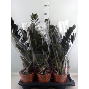 Zamioculcas zamiifolia 'Dowon'