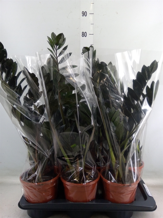 <h4>Zamioculcas zamiifolia 'Dowon'</h4>