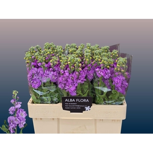 MATTH FIGARO LAVENDE