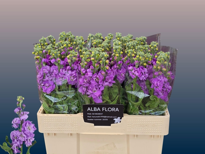 <h4>MATTH FIGARO LAVENDE</h4>