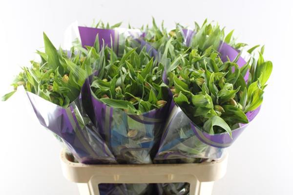 <h4>Alstr Bali (geel)</h4>