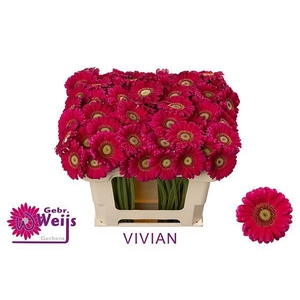 GE MI VIVIAN chambre