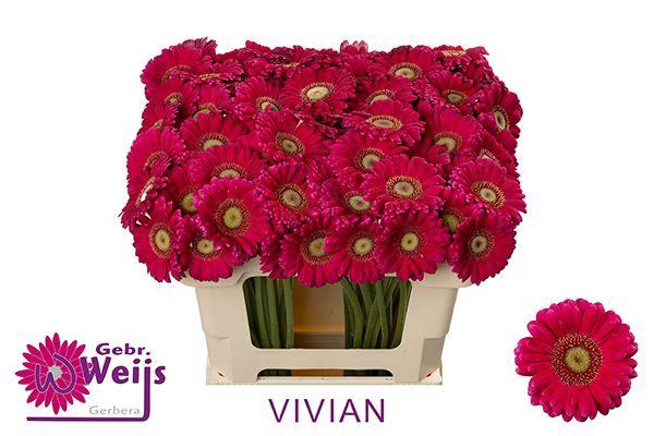 <h4>GE MI VIVIAN chambre</h4>