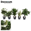 Groenmix Jamaica (diverse soorten) (Decorum)