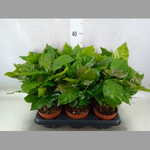 Coffea arabica