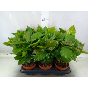 Coffea arabica