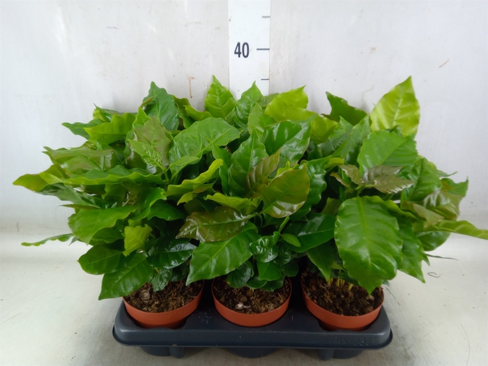<h4>Coffea arabica</h4>